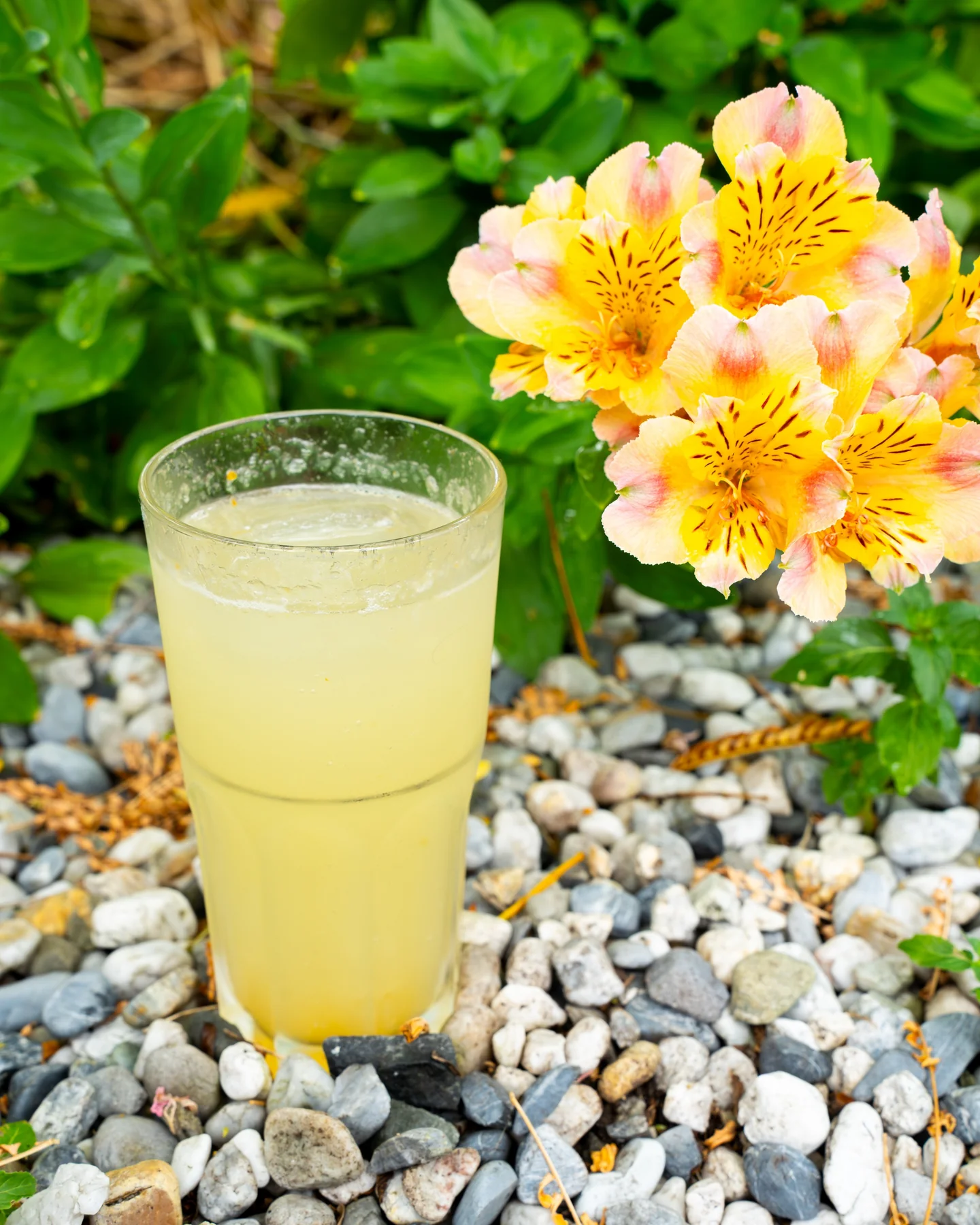 Boisson servie chez Kimchi House, photographiée près des fleurs de la terrasse